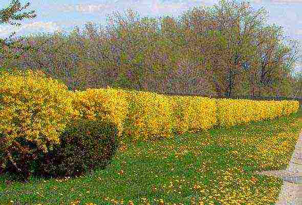 pagtatanim ng forsythia at pangangalaga sa bukas na bukid sa Urals