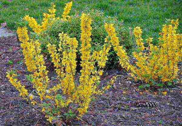 Forsythia ปลูกและดูแลในทุ่งโล่งในเทือกเขาอูราล