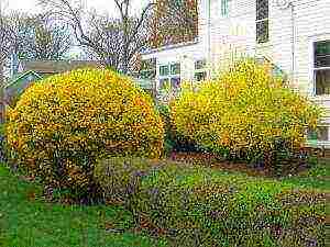 pagtatanim at pangangalaga sa forsythia sa labas ng bahay sa tagsibol