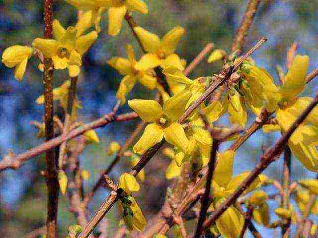 forsythia planting and care outdoors in spring