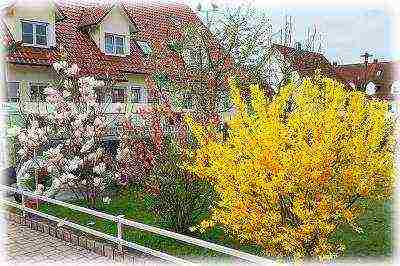 Forsythia การปลูกและดูแลในทุ่งโล่งฤดูหนาว