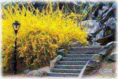 Forsythia การปลูกและดูแลในทุ่งโล่งฤดูหนาว