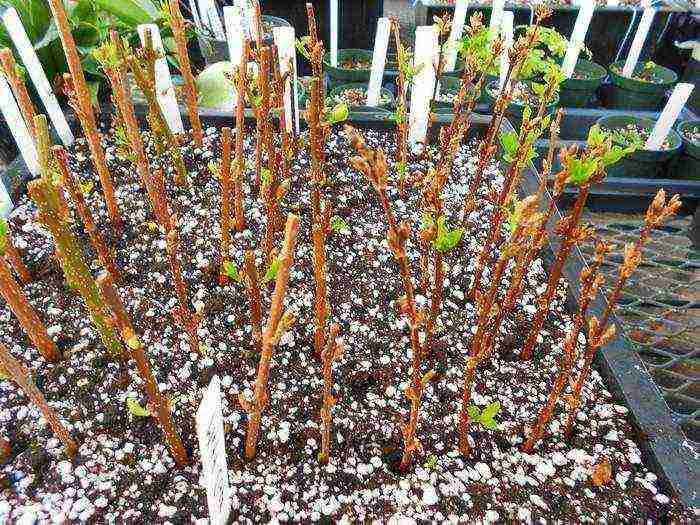 forsythia planting and care in the open field wintering