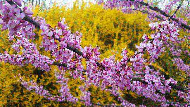 pagtatanim ng forsythia at pangangalaga sa bukas na patlang na taglamig