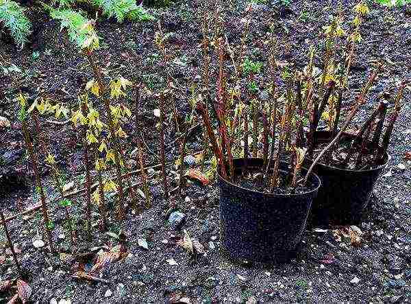 forsythia planting and care in the open field wintering