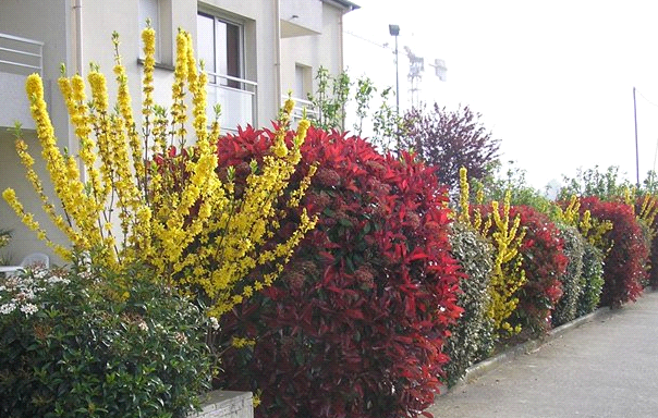 forsythia planting and care in the open field wintering