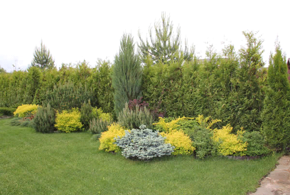 forsythia planting and care in the open field wintering