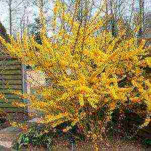 forsythia planting and care in the open field wintering