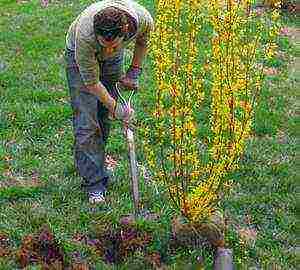 pagtatanim ng forsythia at pangangalaga sa bukas na patlang na taglamig