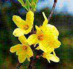 forsythia planting and care in the open field wintering