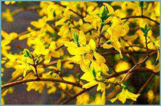 forsythia planting and care in the open field wintering