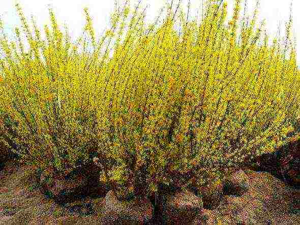 pagtatanim ng forsythia at pangangalaga sa bukas na patlang na taglamig