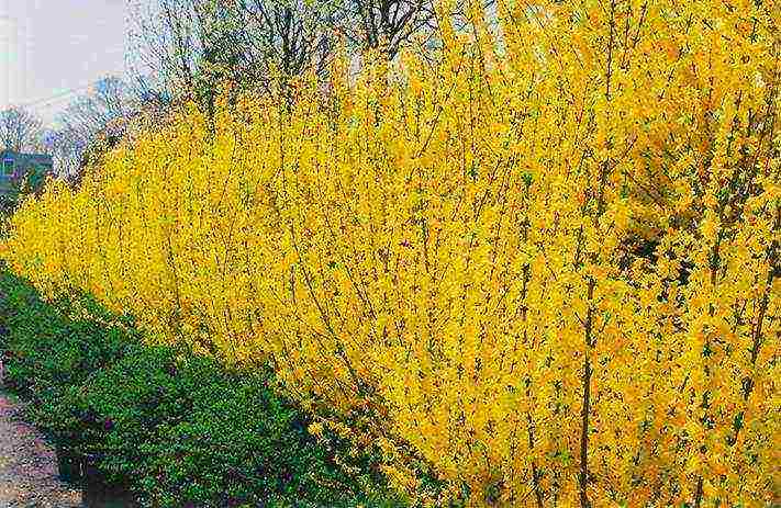 pagtatanim ng forsythia at pangangalaga sa bukas na patlang na taglamig