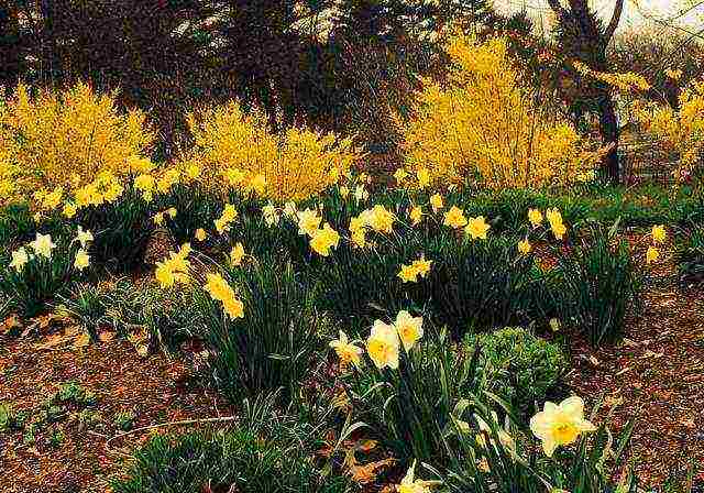 forsythia planting and care in the open field wintering