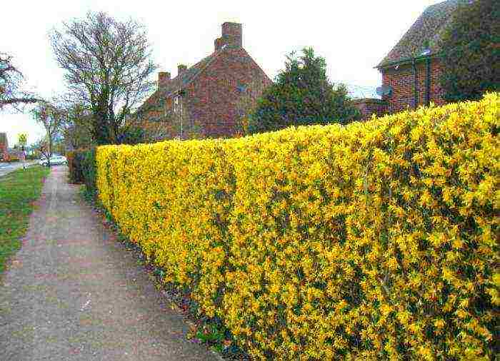 pagtatanim ng forsythia at pangangalaga sa bukas na patlang na taglamig