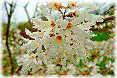 pagtatanim ng pangangalaga sa forsythia at pangangalaga sa bukas na bukid