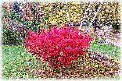 forsythia reproduction planting and care in the open field