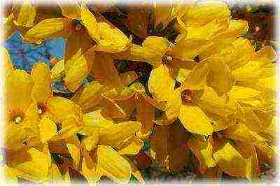 Forsythia สืบพันธุ์ปลูกและดูแลในทุ่งโล่ง