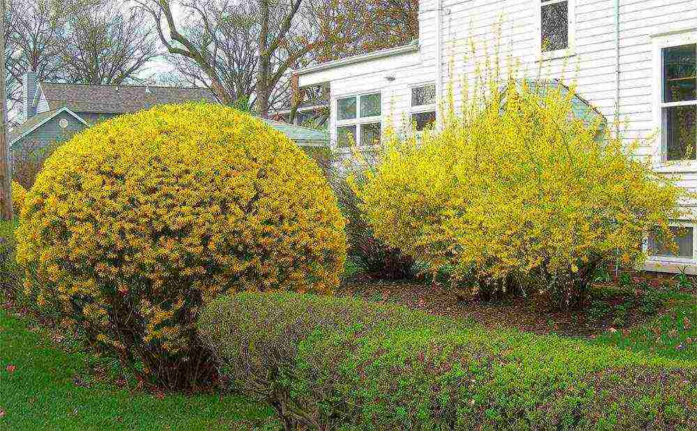 forsythia medium planting and outdoor care