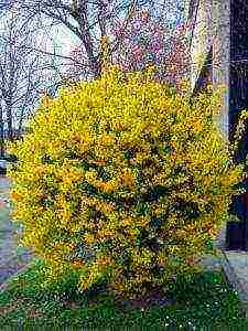 Forsythia การปลูกขนาดกลางและการดูแลกลางแจ้ง