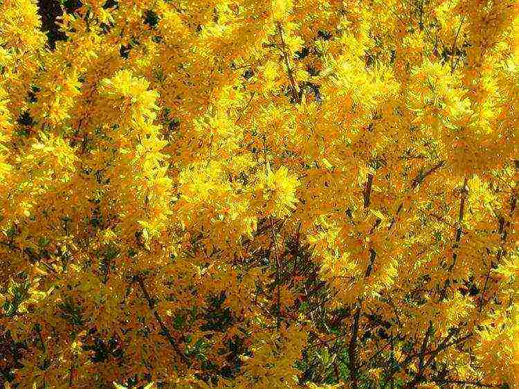 Forsythia การปลูกขนาดกลางและการดูแลกลางแจ้ง