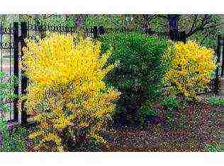 forsythia medium planting and outdoor care