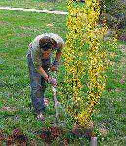 forsythia medium planting and outdoor care