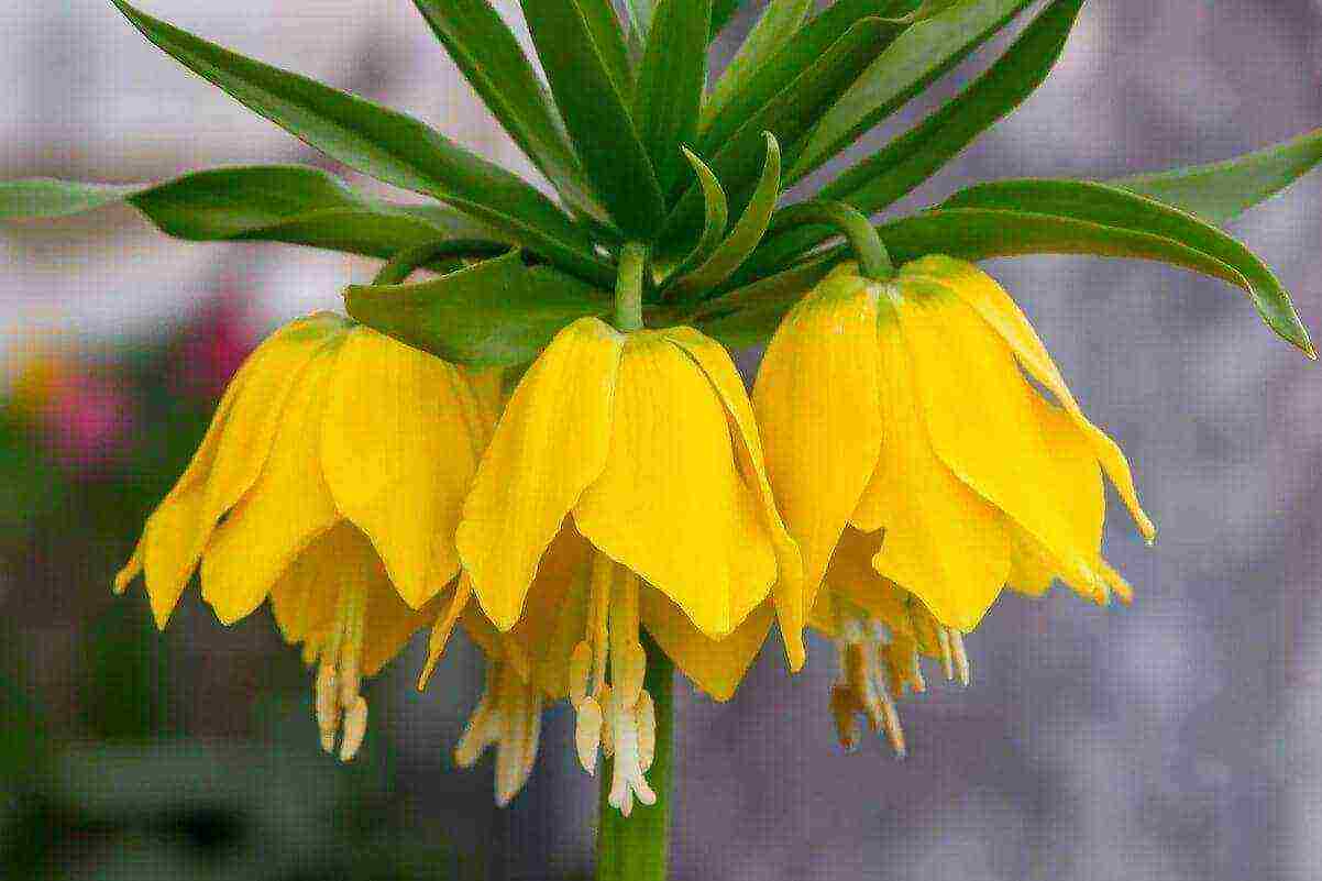 fritillaria rubra imper การปลูกและดูแลในทุ่งโล่ง