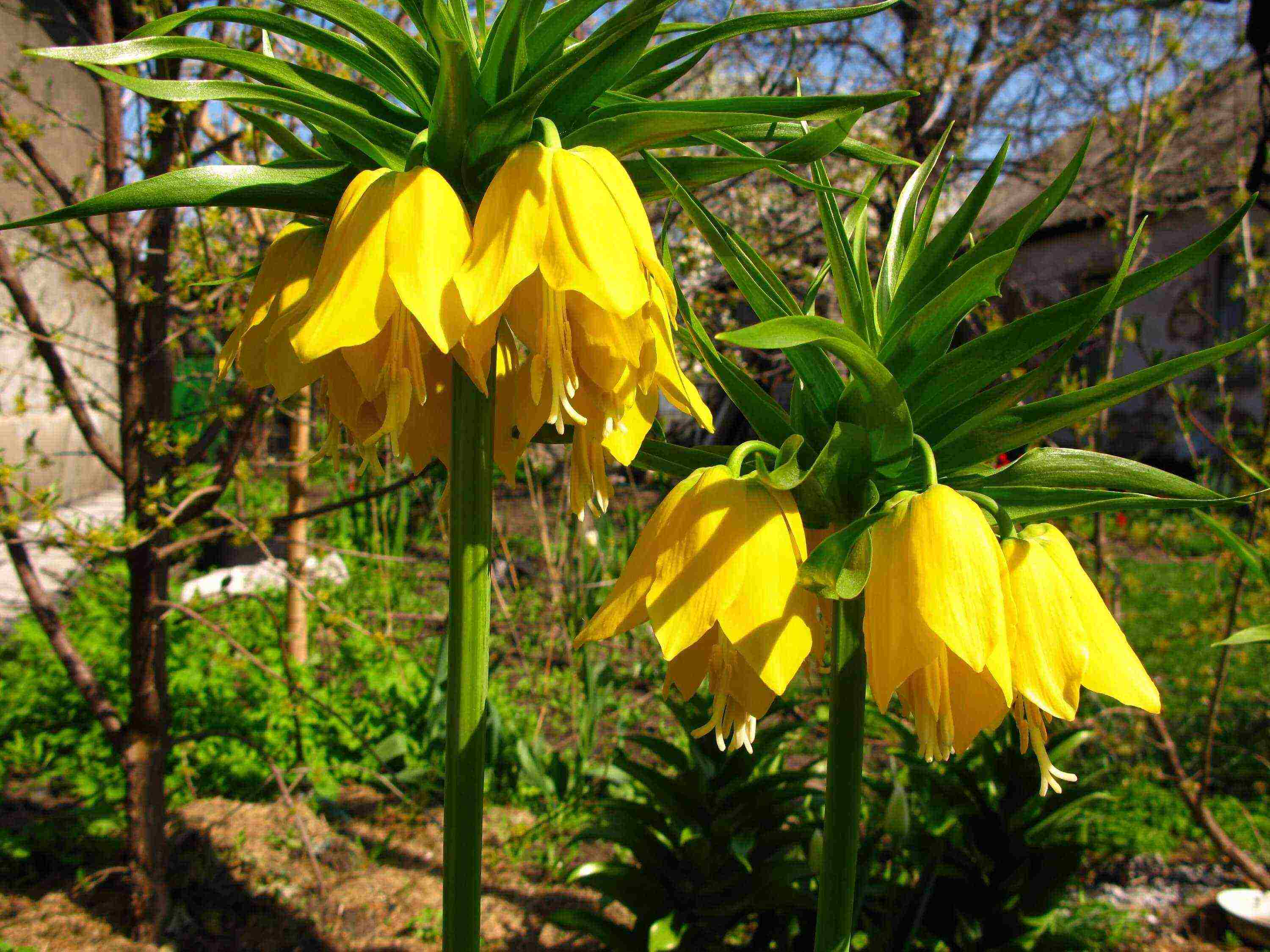 pagtatanim at pangangalaga sa fritillaria rubra imper sa bukas na bukid