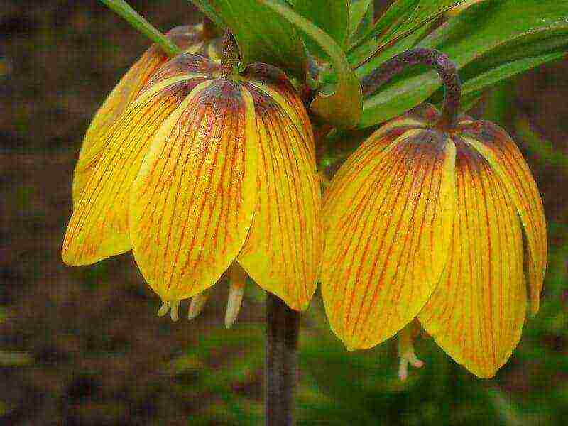 fritillaria rubra imper planting and care in the open field