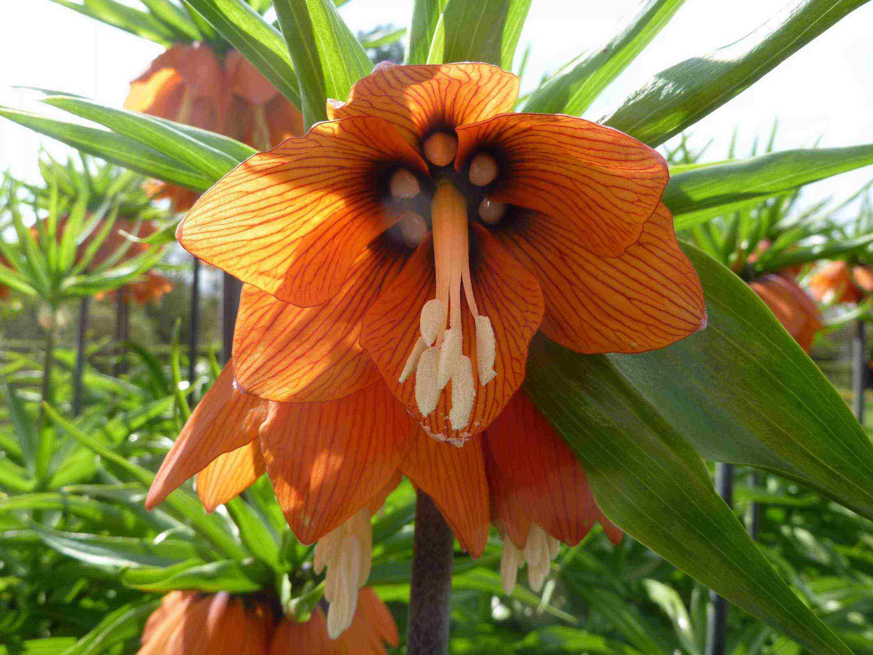 fritillaria rubra imper การปลูกและดูแลในทุ่งโล่ง