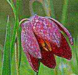 fritillaria rubra imper planting and care in the open field