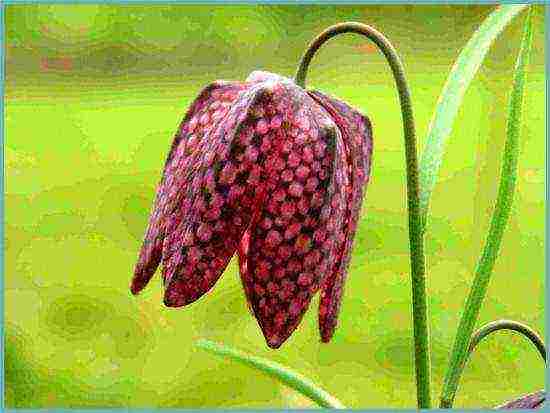 fritillaria rubra imper planting and care in the open field