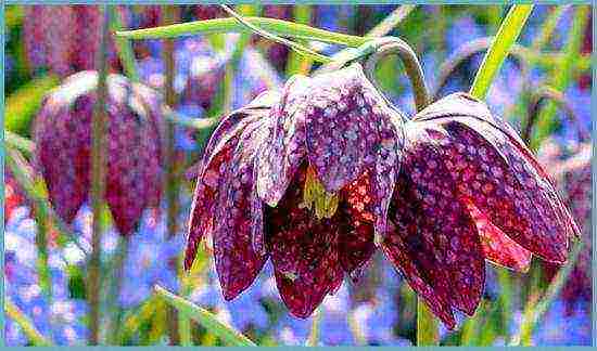 fritillaria rubra imper การปลูกและดูแลในทุ่งโล่ง