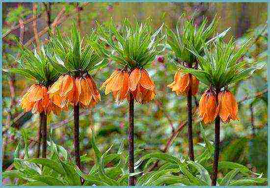 fritillaria rubra imper การปลูกและดูแลในทุ่งโล่ง