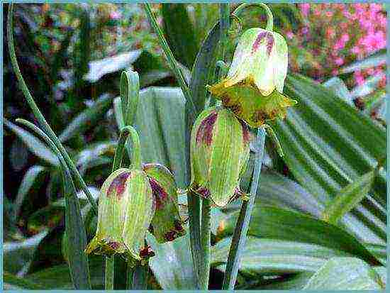 fritillaria rubra imper การปลูกและดูแลในทุ่งโล่ง