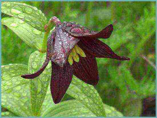 fritillaria rubra imper การปลูกและดูแลในทุ่งโล่ง