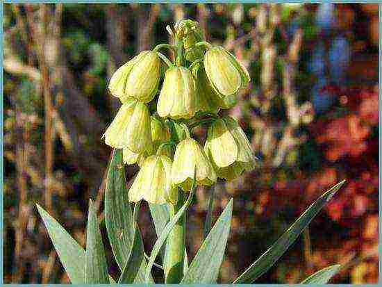 fritillaria rubra imper การปลูกและดูแลในทุ่งโล่ง