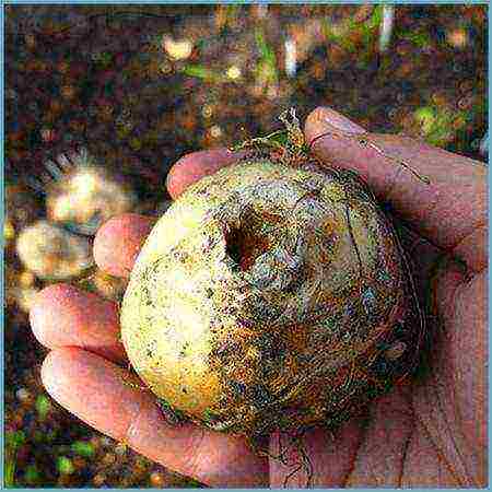 fritillaria rubra imper planting and care in the open field