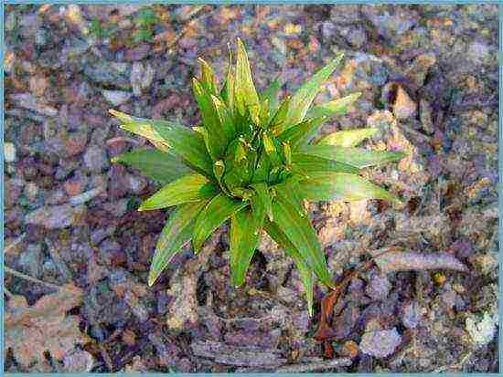 fritillaria rubra imper การปลูกและดูแลในทุ่งโล่ง