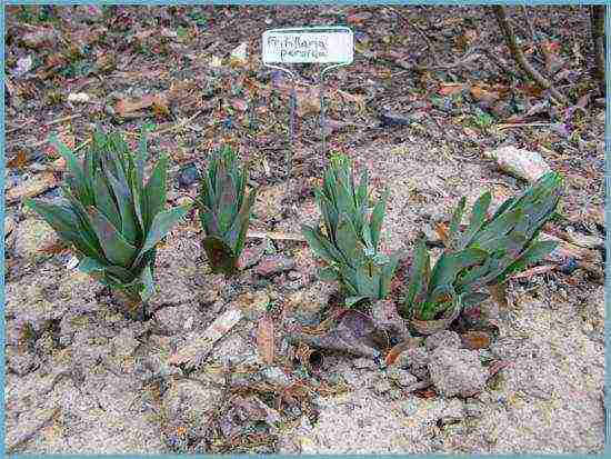 fritillaria rubra imper planting and care in the open field