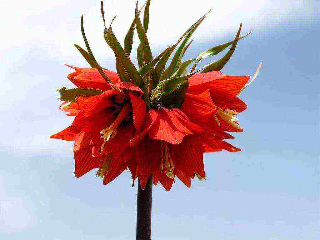 fritillaria rubra imper การปลูกและดูแลในทุ่งโล่ง