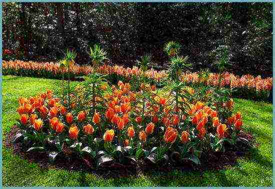 fritillaria rubra imper การปลูกและดูแลในทุ่งโล่ง