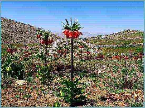 fritillaria rubra imper planting and care in the open field