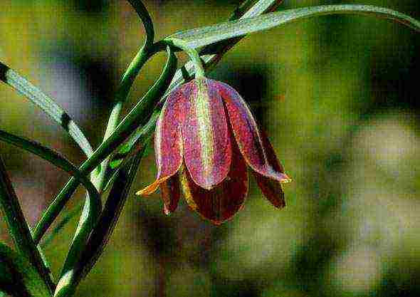 fritillaria rubra imper การปลูกและดูแลในทุ่งโล่ง