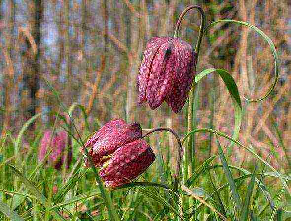 fritillaria rubra imper การปลูกและดูแลในทุ่งโล่ง