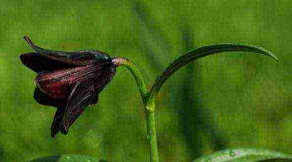 fritillaria rubra imper การปลูกและดูแลในทุ่งโล่ง