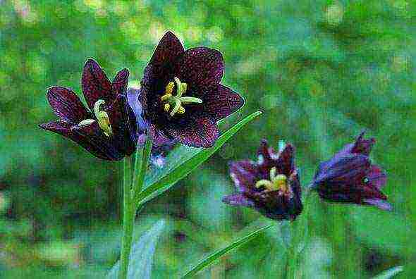 fritillaria rubra imper การปลูกและดูแลในทุ่งโล่ง