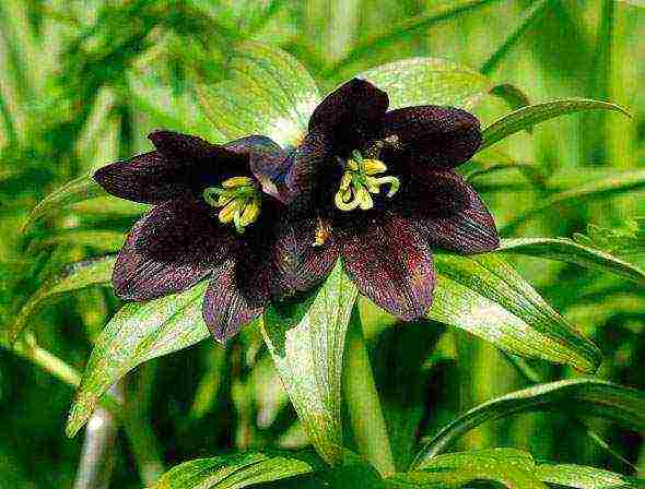 fritillaria rubra imper การปลูกและดูแลในทุ่งโล่ง