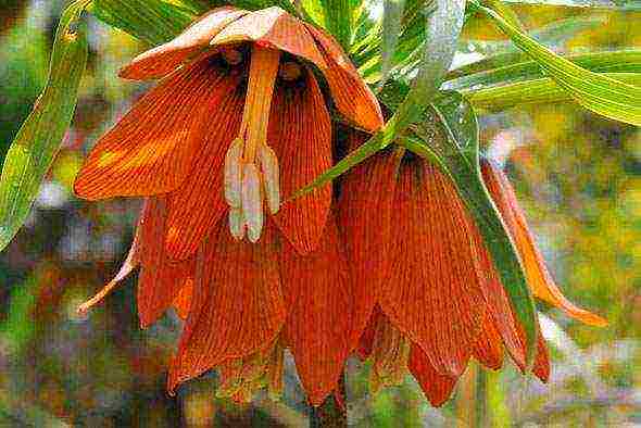 fritillaria rubra imper การปลูกและดูแลในทุ่งโล่ง